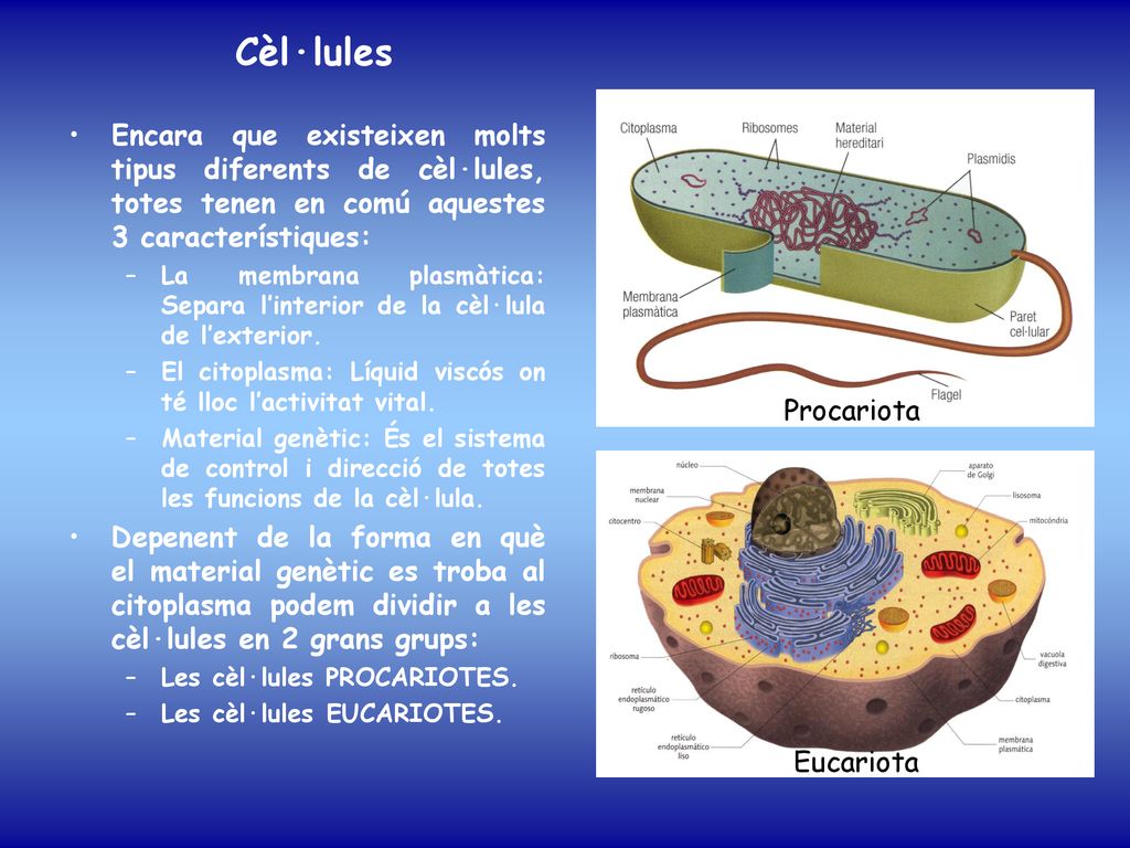 Cèl·lules Procariota. Encara que existeixen molts tipus diferents de cèl·lules, totes tenen en comú aquestes 3 característiques: