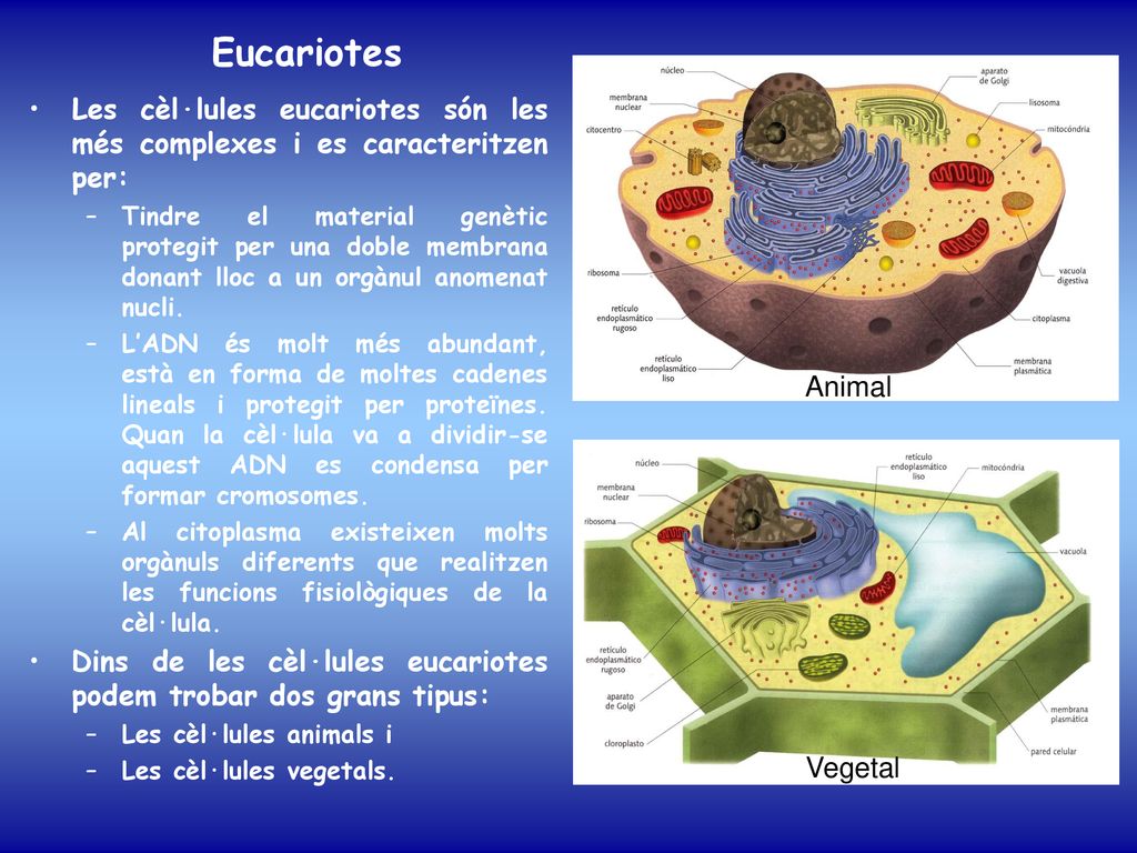 Eucariotes Animal. Les cèl·lules eucariotes són les més complexes i es caracteritzen per: