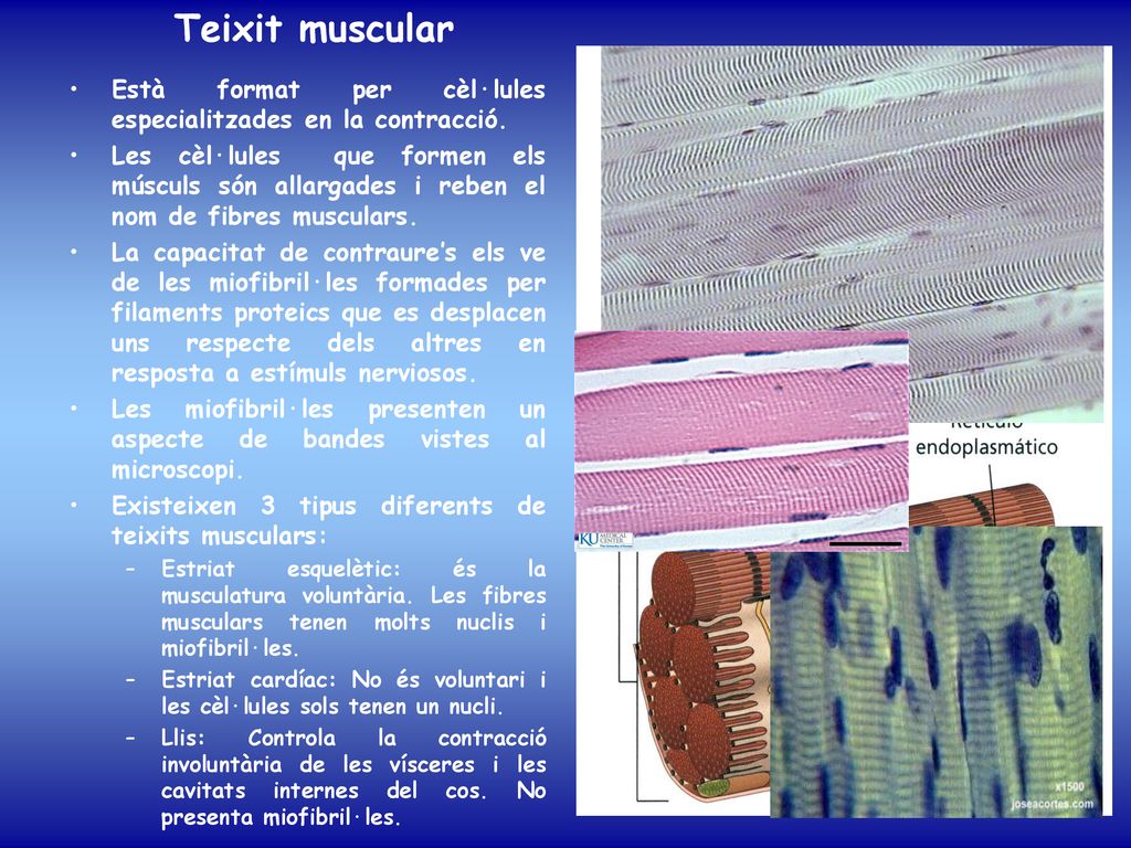 Teixit muscular Està format per cèl·lules especialitzades en la contracció.