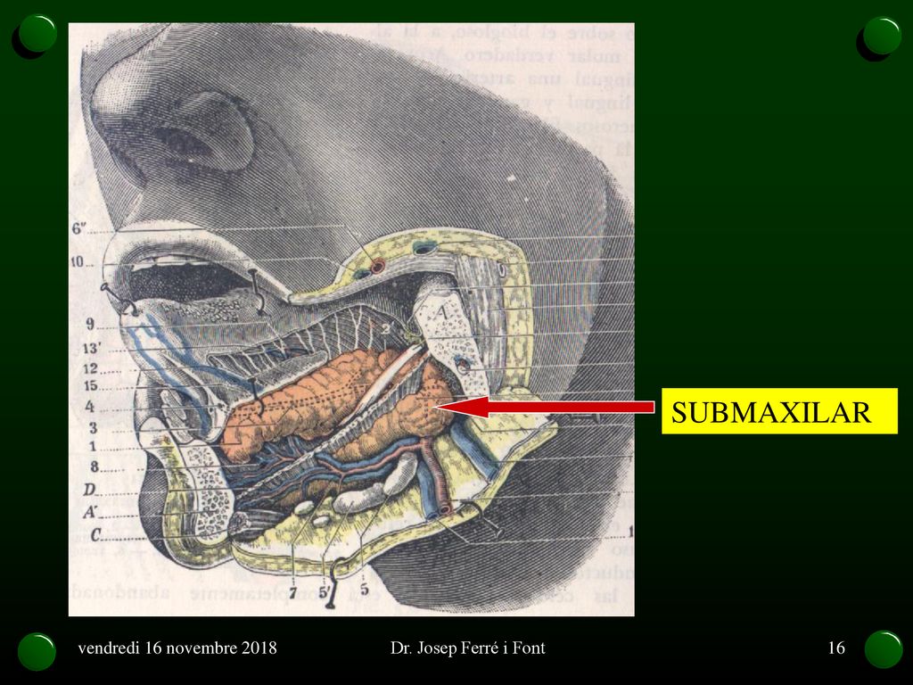 SUBMAXILAR vendredi 16 novembre 2018 Dr. Josep Ferré i Font