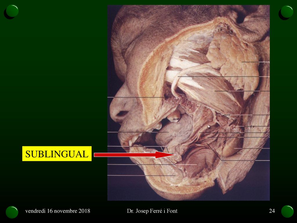 SUBLINGUAL vendredi 16 novembre 2018 Dr. Josep Ferré i Font