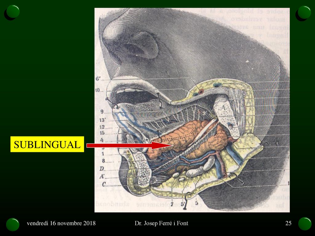 SUBLINGUAL vendredi 16 novembre 2018 Dr. Josep Ferré i Font