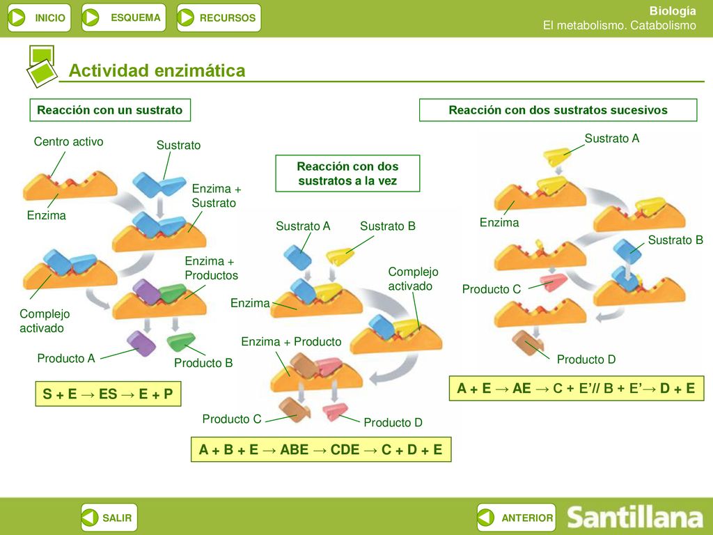 Actividad enzimática A + E → AE → C + E’// B + E’→ D + E