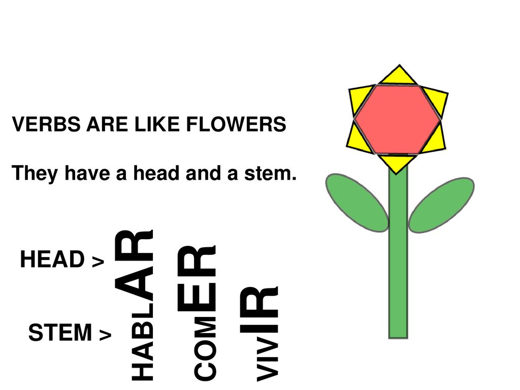 HABLAR COMER VIVIR HEAD > STEM > VERBS ARE LIKE FLOWERS