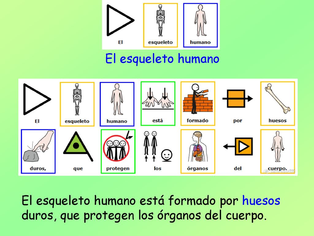 El esqueleto humano El esqueleto humano está formado por huesos duros, que protegen los órganos del cuerpo.