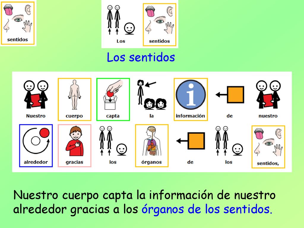 Los sentidos Nuestro cuerpo capta la información de nuestro alrededor gracias a los órganos de los sentidos.