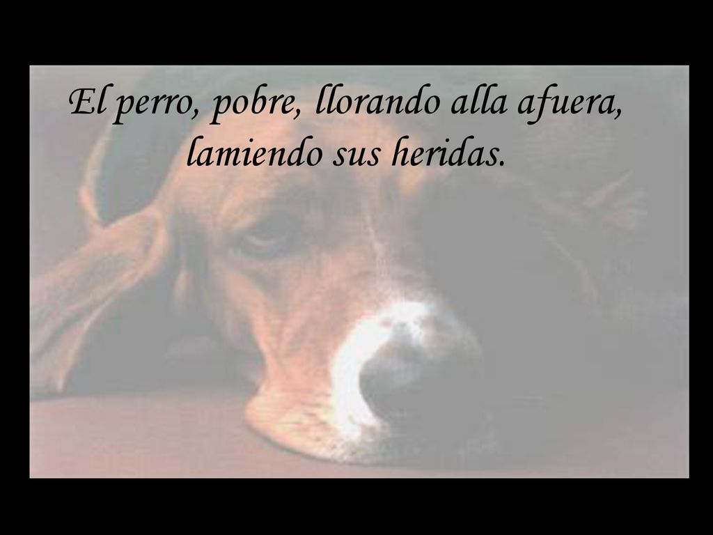 El perro, pobre, llorando alla afuera, lamiendo sus heridas.