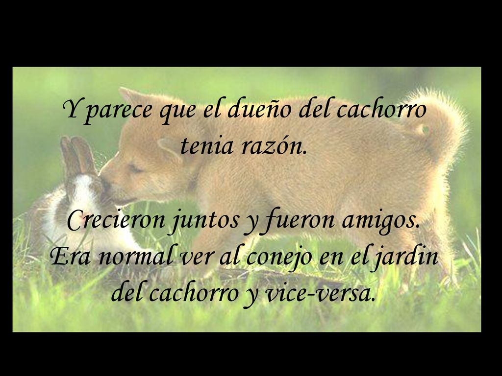 Y parece que el dueño del cachorro tenia razón