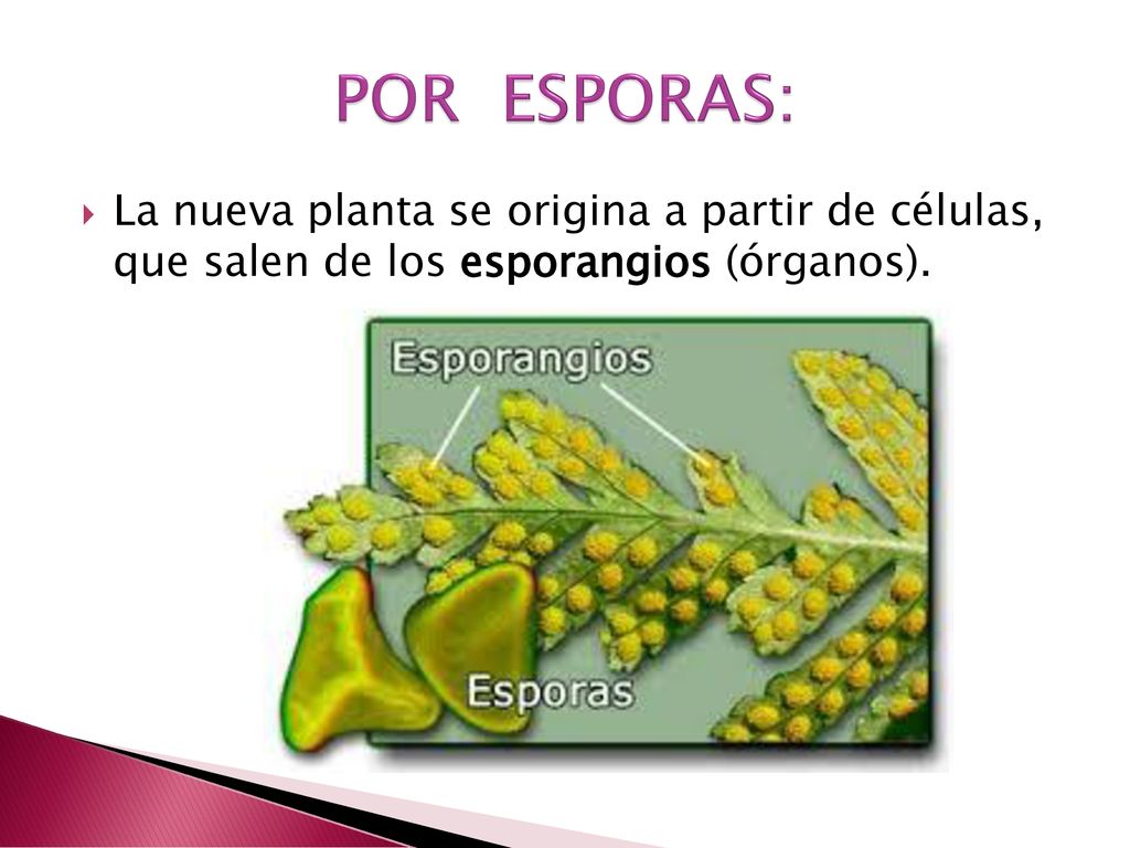 POR ESPORAS: La nueva planta se origina a partir de células, que salen de los esporangios (órganos).