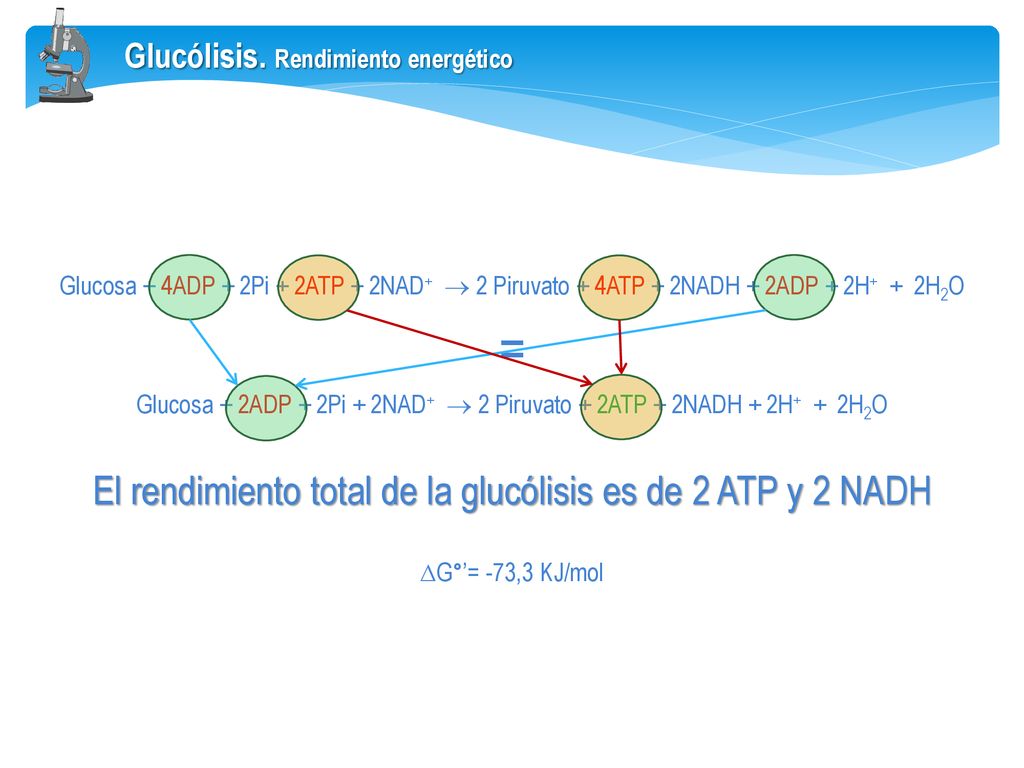 = El rendimiento total de la glucólisis es de 2 ATP y 2 NADH