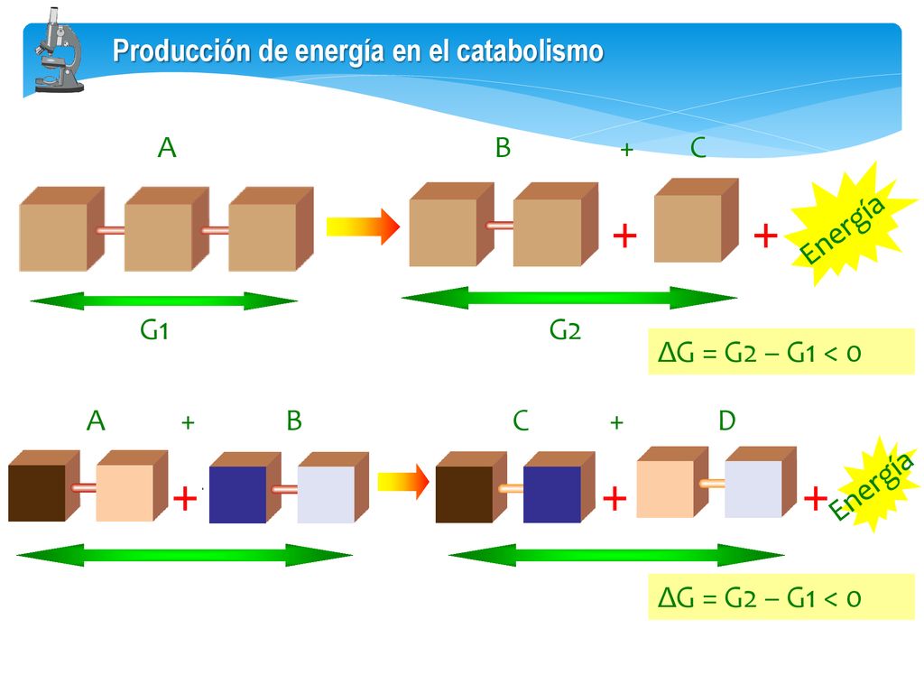 Producción de energía en el catabolismo A B + C Energía G1