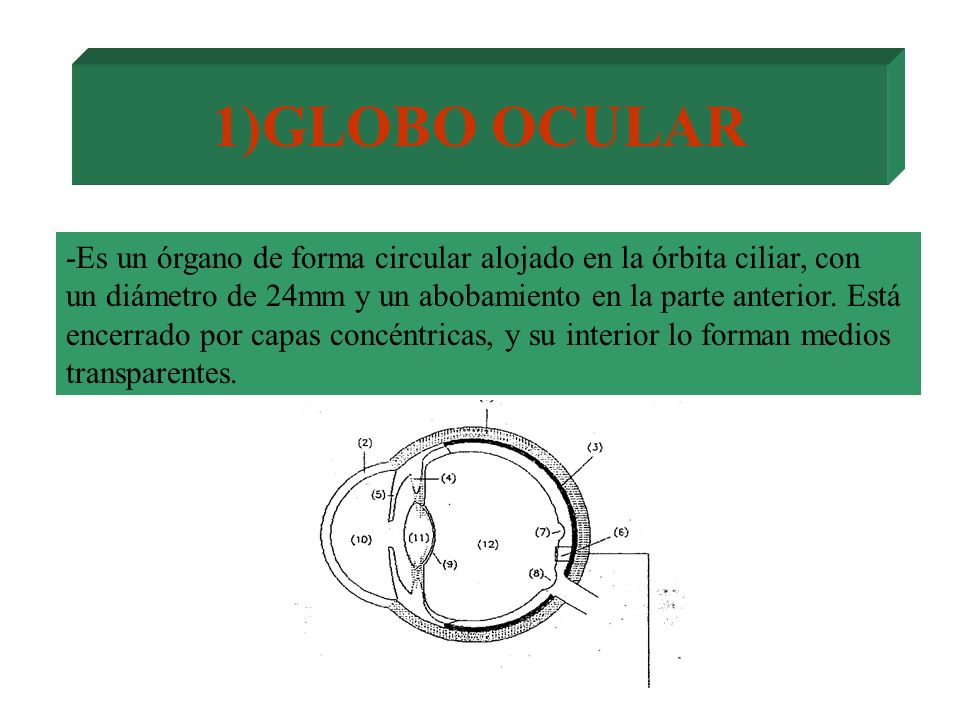 1)GLOBO OCULAR -Es un órgano de forma circular alojado en la órbita ciliar, con. un diámetro de 24mm y un abobamiento en la parte anterior. Está.