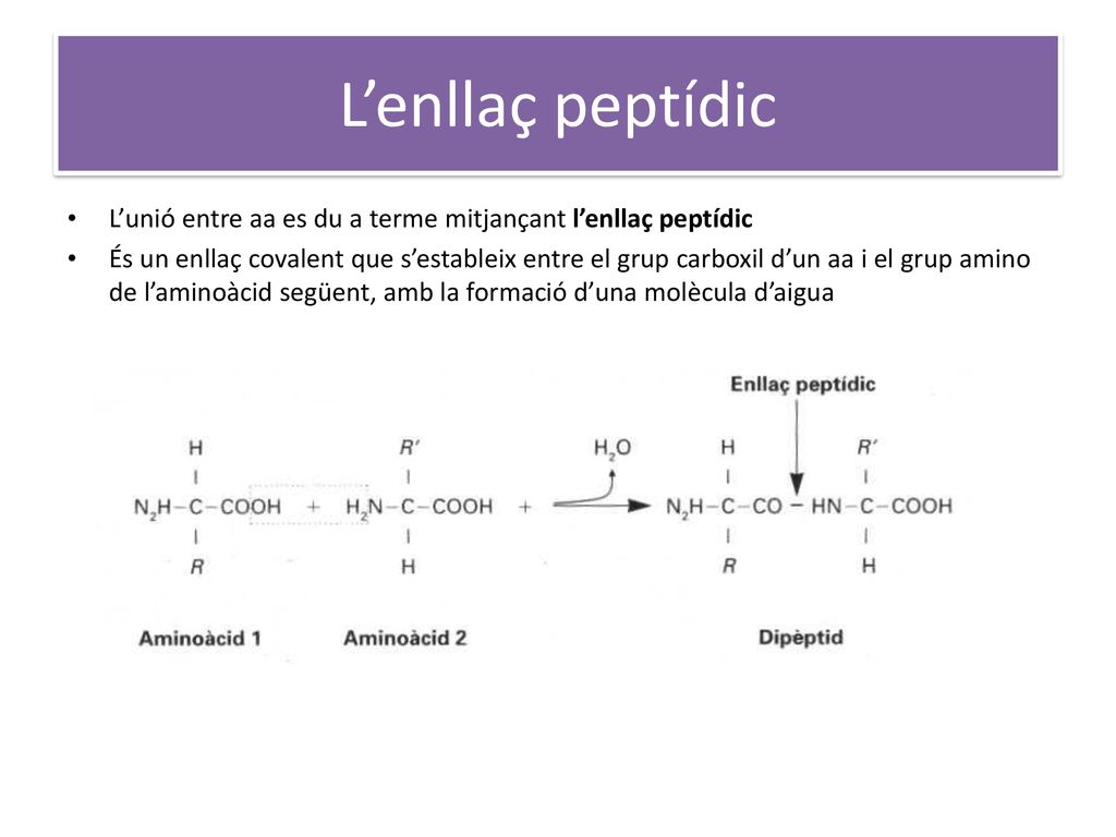 L’enllaç peptídic L’unió entre aa es du a terme mitjançant l’enllaç peptídic.