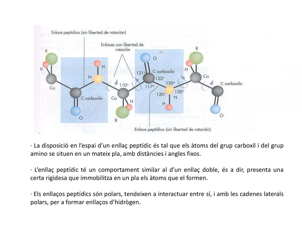 · La disposició en l’espai d’un enllaç peptídic és tal que els àtoms del grup carboxil i del grup amino se situen en un mateix pla, amb distàncies i angles fixos.