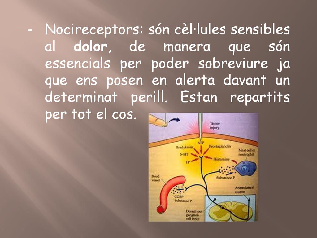 Nocireceptors: són cèl·lules sensibles al dolor, de manera que són essencials per poder sobreviure ja que ens posen en alerta davant un determinat perill.