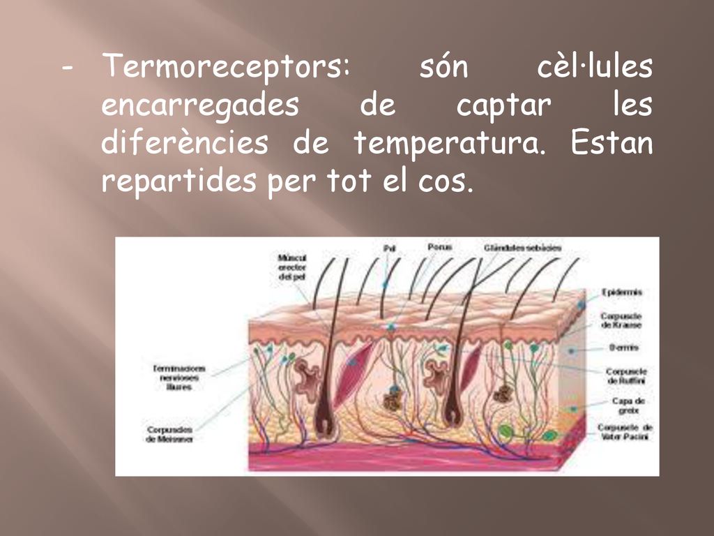 Termoreceptors: són cèl·lules encarregades de captar les diferències de temperatura.