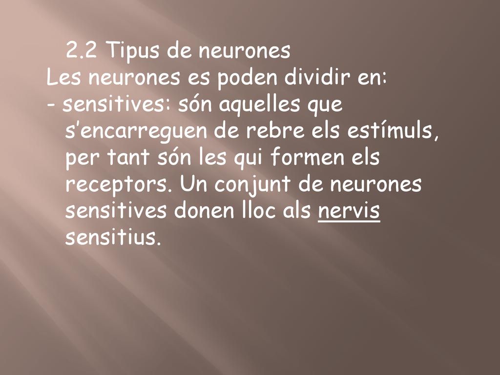 2.2 Tipus de neurones Les neurones es poden dividir en: