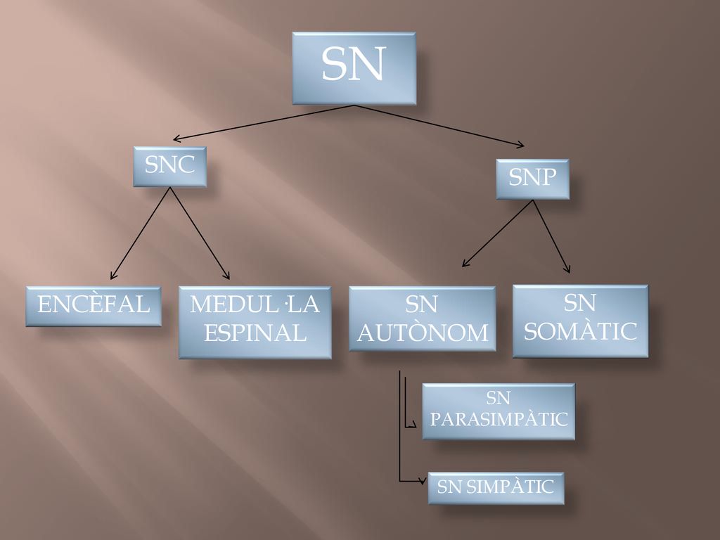 SN SNC SNP ENCÈFAL MEDUL·LA ESPINAL SN AUTÒNOM SN SOMÀTIC