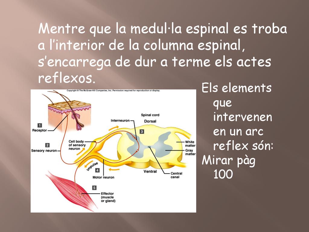 Mentre que la medul·la espinal es troba a l’interior de la columna espinal, s’encarrega de dur a terme els actes reflexos.