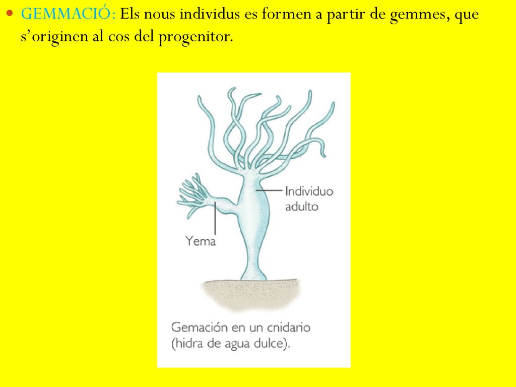 GEMMACIÓ: Els nous individus es formen a partir de gemmes, que s’originen al cos del progenitor.