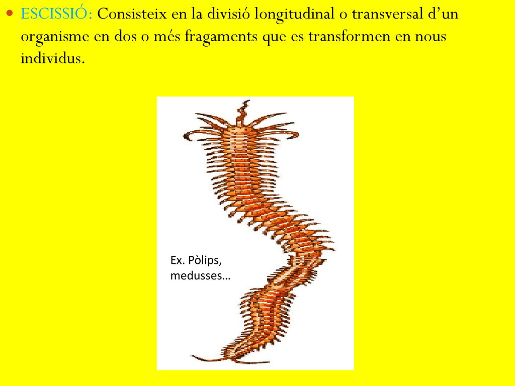 ESCISSIÓ: Consisteix en la divisió longitudinal o transversal d’un organisme en dos o més fragaments que es transformen en nous individus.