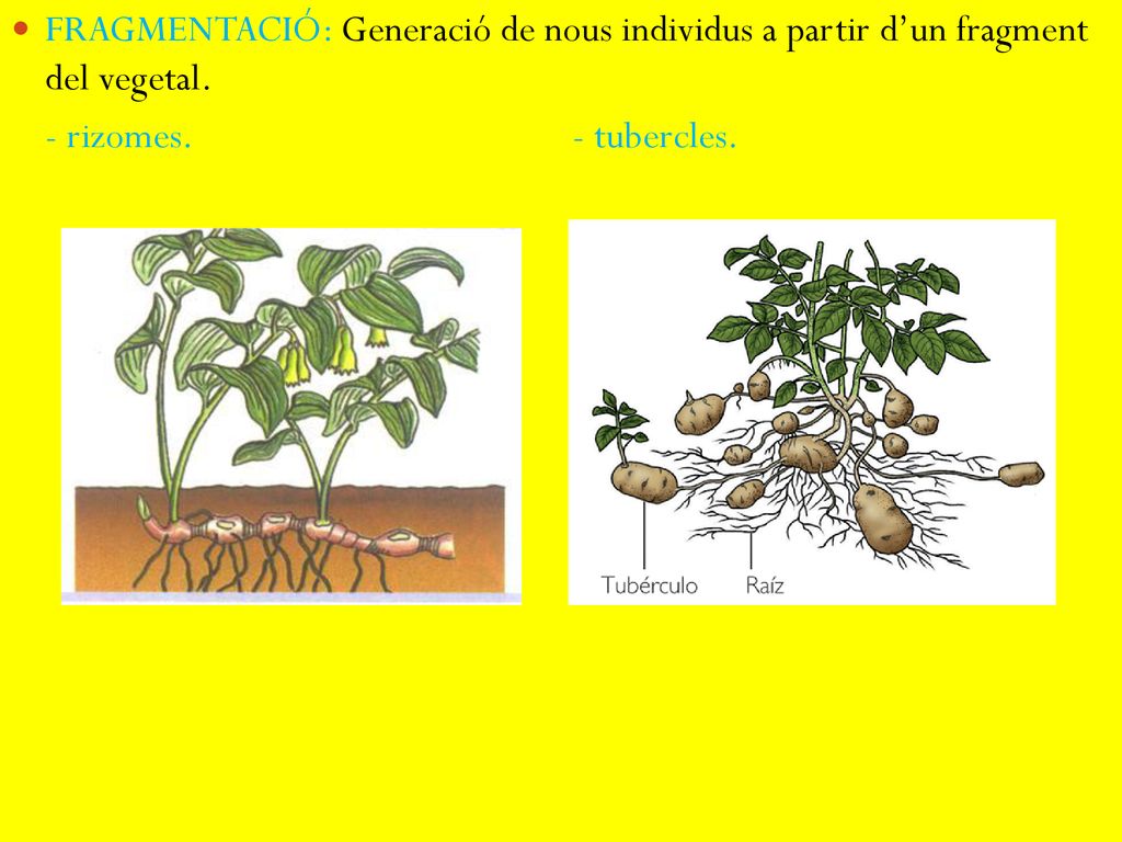 FRAGMENTACIÓ: Generació de nous individus a partir d’un fragment del vegetal.