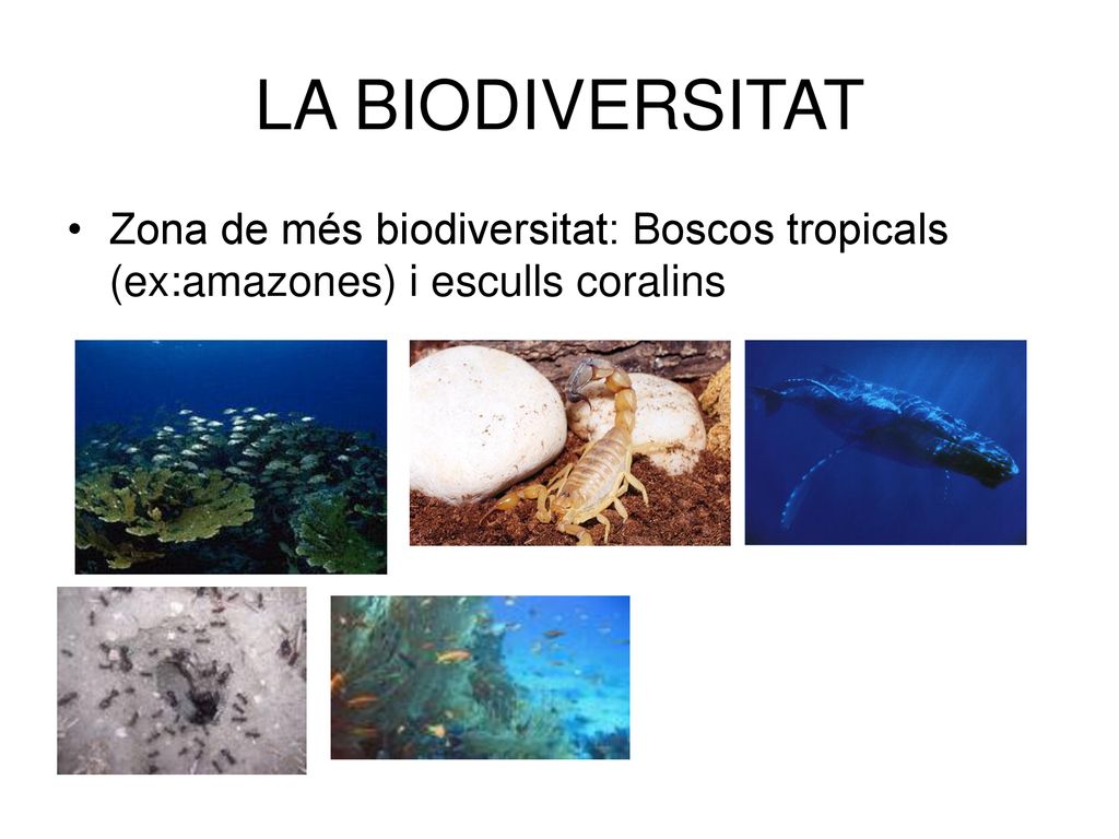 LA BIODIVERSITAT Zona de més biodiversitat: Boscos tropicals (ex:amazones) i esculls coralins