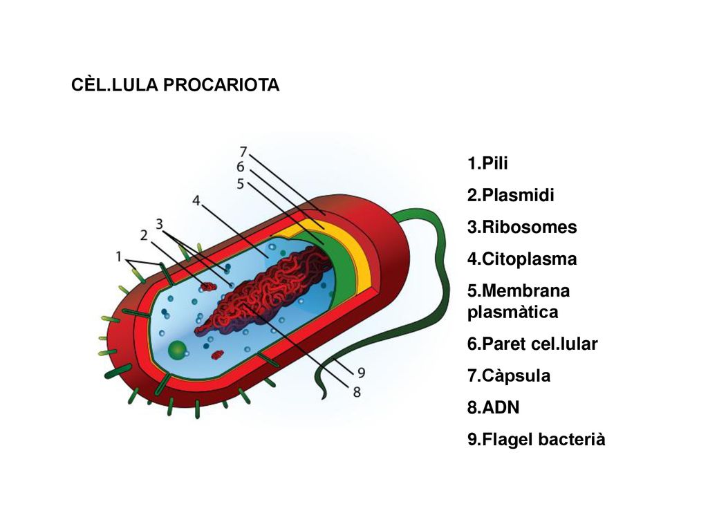 CÈL.LULA PROCARIOTA 1.Pili. 2.Plasmidi. 3.Ribosomes. 4.Citoplasma. 5.Membrana plasmàtica. 6.Paret cel.lular.