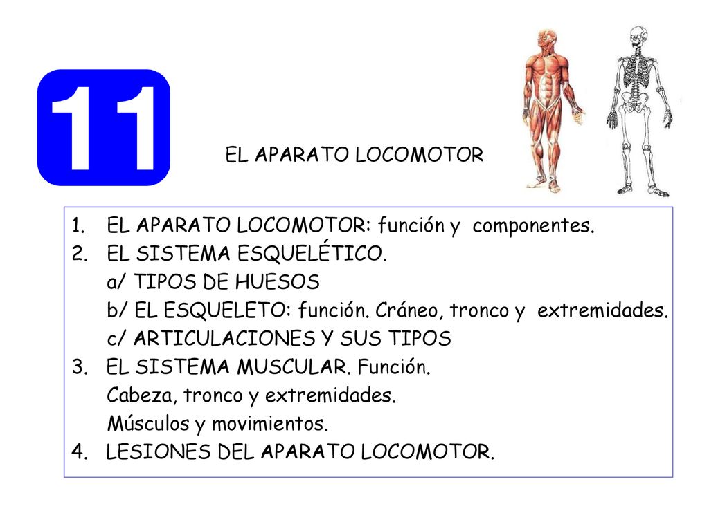 EL APARATO LOCOMOTOR EL APARATO LOCOMOTOR: función y componentes. EL SISTEMA ESQUELÉTICO. a/ TIPOS DE HUESOS.