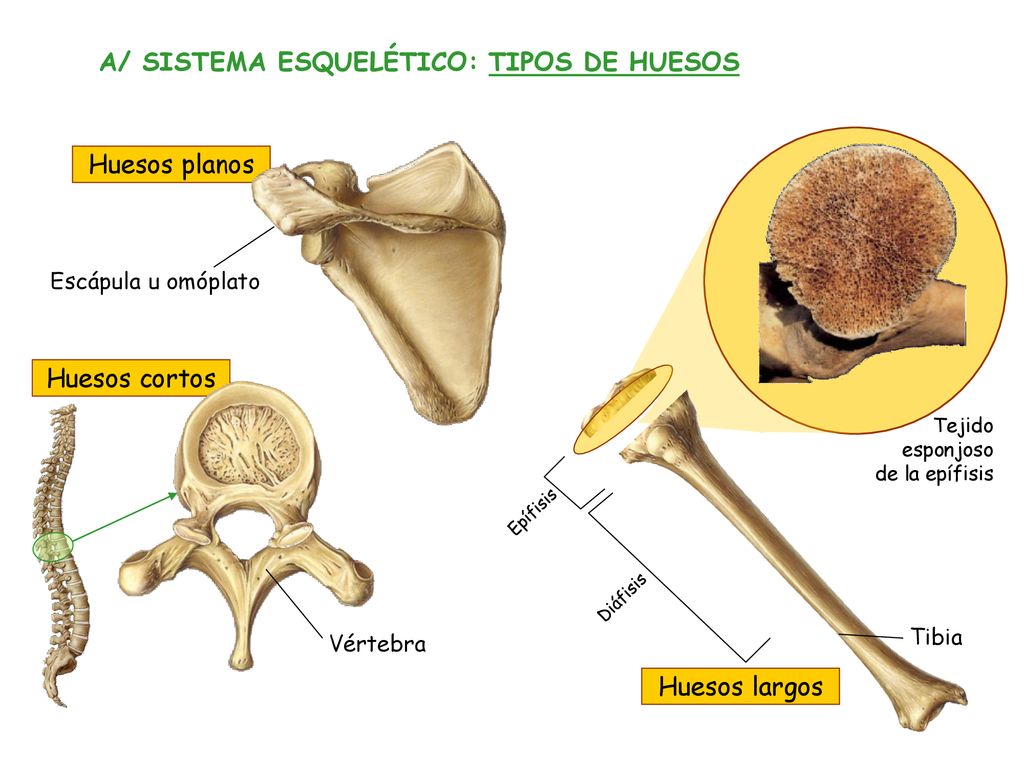 A/ SISTEMA ESQUELÉTICO: TIPOS DE HUESOS