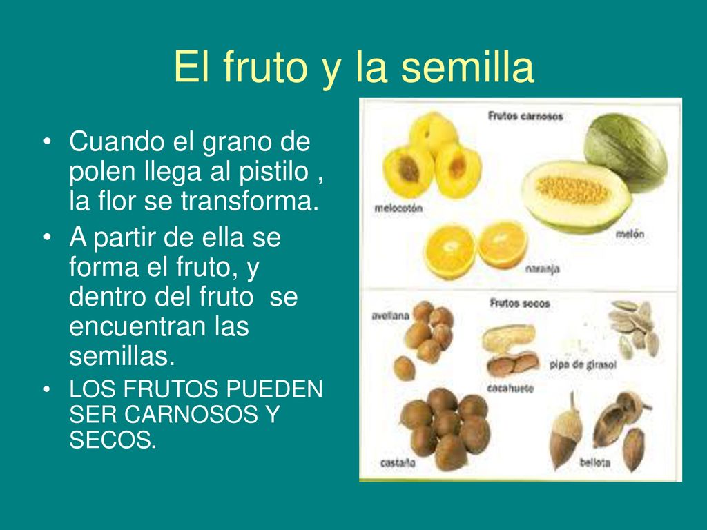 El fruto y la semilla Cuando el grano de polen llega al pistilo , la flor se transforma.