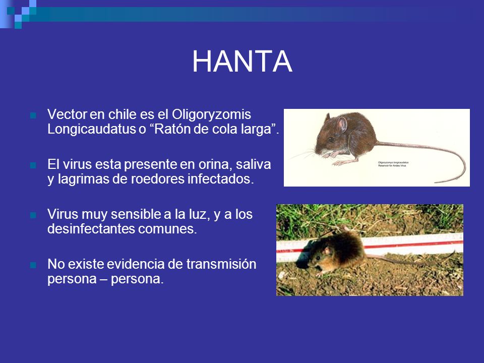 HANTA Vector en chile es el Oligoryzomis Longicaudatus o Ratón de cola larga .