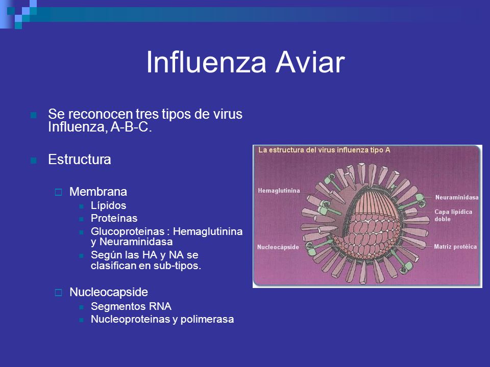 Influenza Aviar Se reconocen tres tipos de virus Influenza, A-B-C.