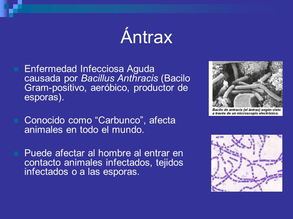 Ántrax Enfermedad Infecciosa Aguda causada por Bacillus Anthracis (Bacilo Gram-positivo, aeróbico, productor de esporas).