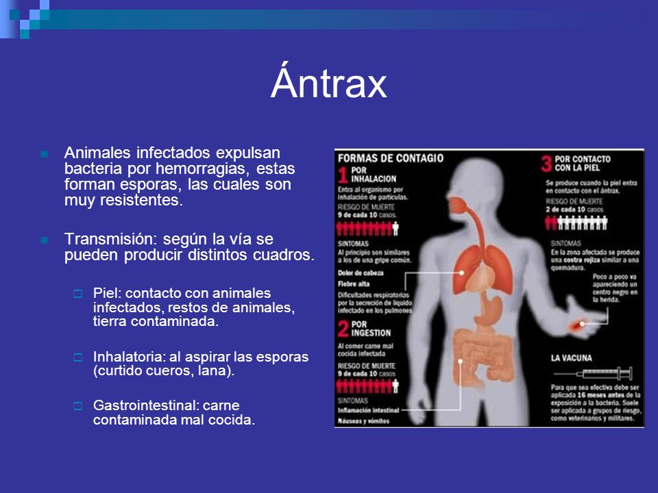 Ántrax Animales infectados expulsan bacteria por hemorragias, estas forman esporas, las cuales son muy resistentes.