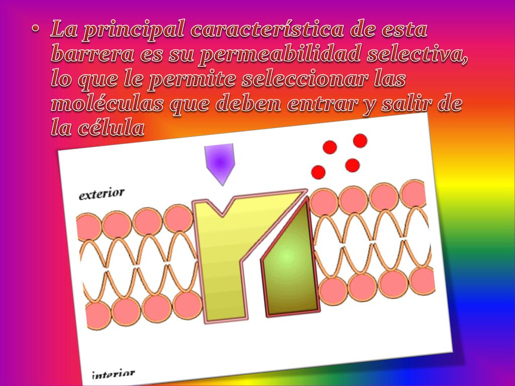 La principal característica de esta barrera es su permeabilidad selectiva, lo que le permite seleccionar las moléculas que deben entrar y salir de la célula