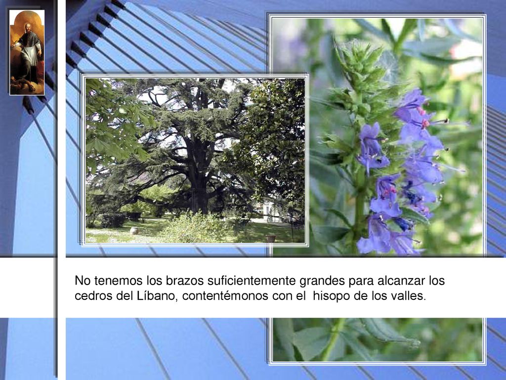 No tenemos los brazos suficientemente grandes para alcanzar los cedros del Líbano, contentémonos con el hisopo de los valles.