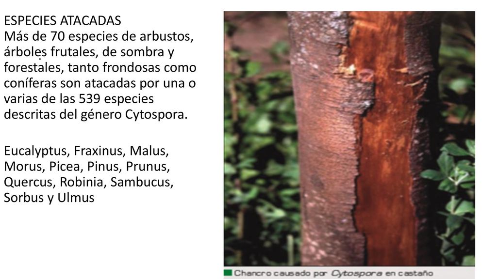 ESPECIES ATACADAS Más de 70 especies de arbustos, árboles frutales, de sombra y forestales, tanto frondosas como coníferas son atacadas por una o varias de las 539 especies descritas del género Cytospora.