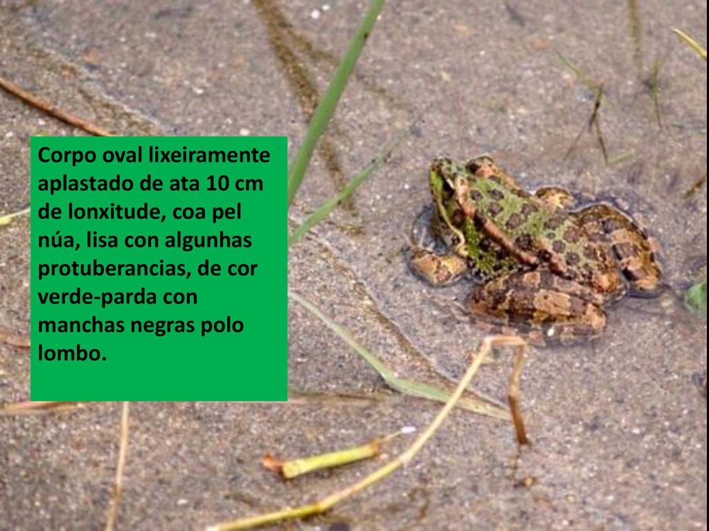 Corpo oval lixeiramente aplastado de ata 10 cm de lonxitude, coa pel núa, lisa con algunhas protuberancias, de cor verde-parda con manchas negras polo lombo.