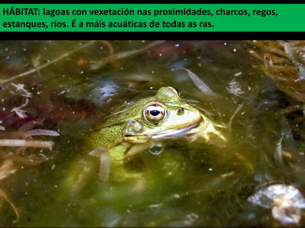 HÁBITAT: lagoas con vexetación nas proximidades, charcos, regos, estanques, ríos.