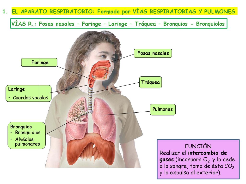 EL APARATO RESPIRATORIO: Formado por VÍAS RESPIRATORIAS Y PULMONES