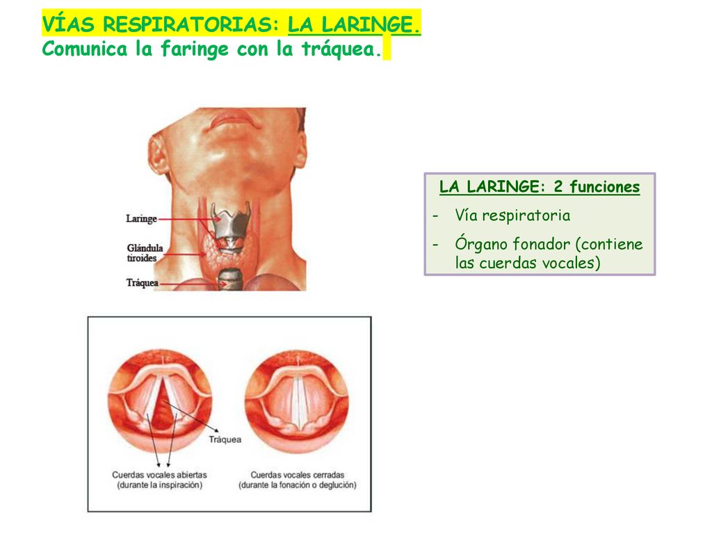 VÍAS RESPIRATORIAS: LA LARINGE. Comunica la faringe con la tráquea.