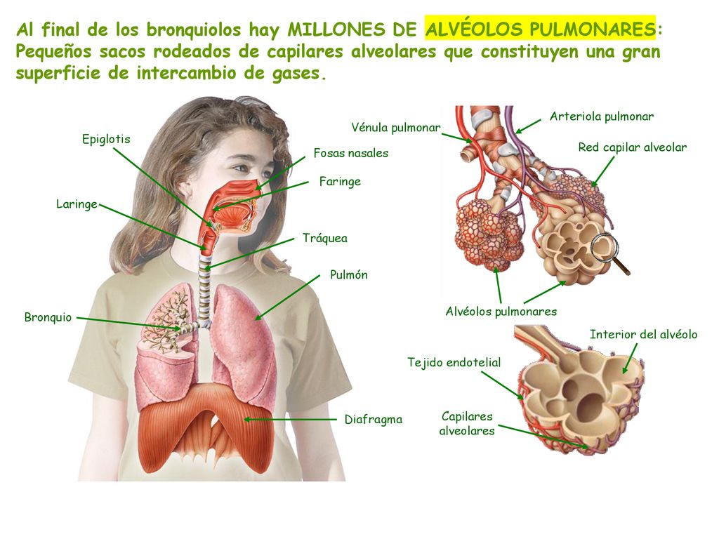 Al final de los bronquiolos hay MILLONES DE ALVÉOLOS PULMONARES: Pequeños sacos rodeados de capilares alveolares que constituyen una gran superficie de intercambio de gases.