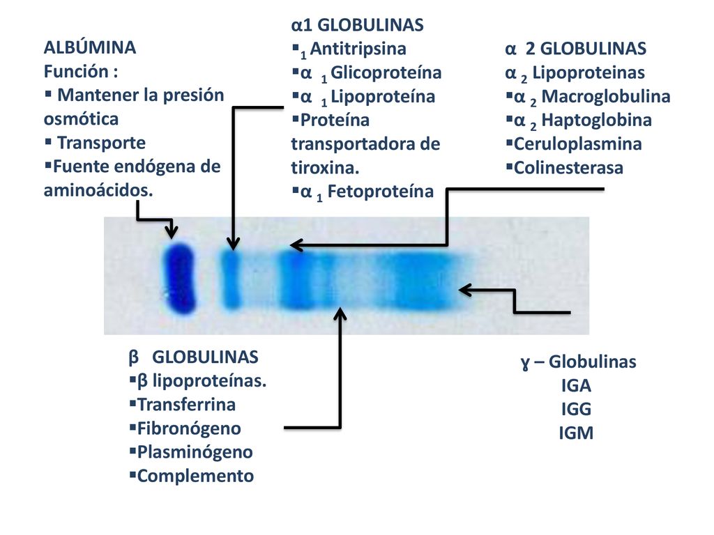 ALBÚMINA Función : Mantener la presión osmótica. Transporte. Fuente endógena de aminoácidos. α1 GLOBULINAS.