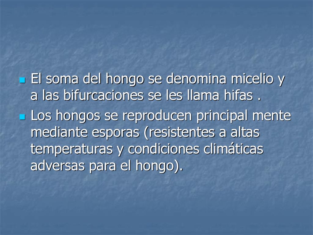 El soma del hongo se denomina micelio y a las bifurcaciones se les llama hifas .