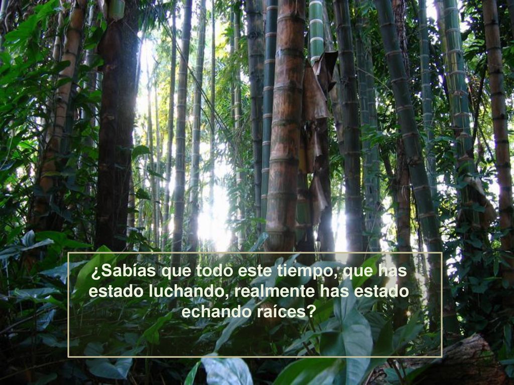 ¿Sabías que todo este tiempo, que has estado luchando, realmente has estado echando raíces