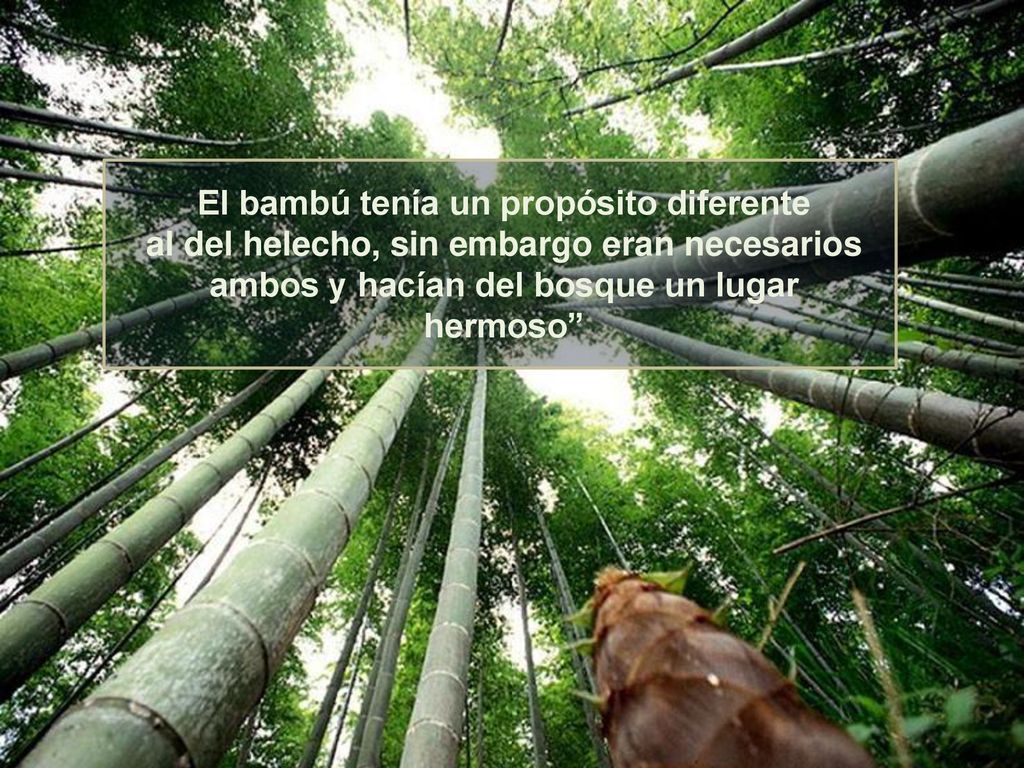 El bambú tenía un propósito diferente al del helecho, sin embargo eran necesarios ambos y hacían del bosque un lugar hermoso