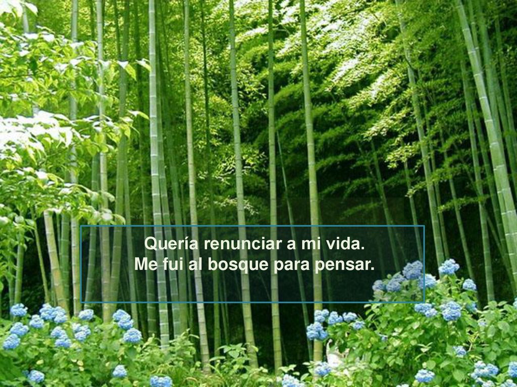 Quería renunciar a mi vida. Me fui al bosque para pensar.