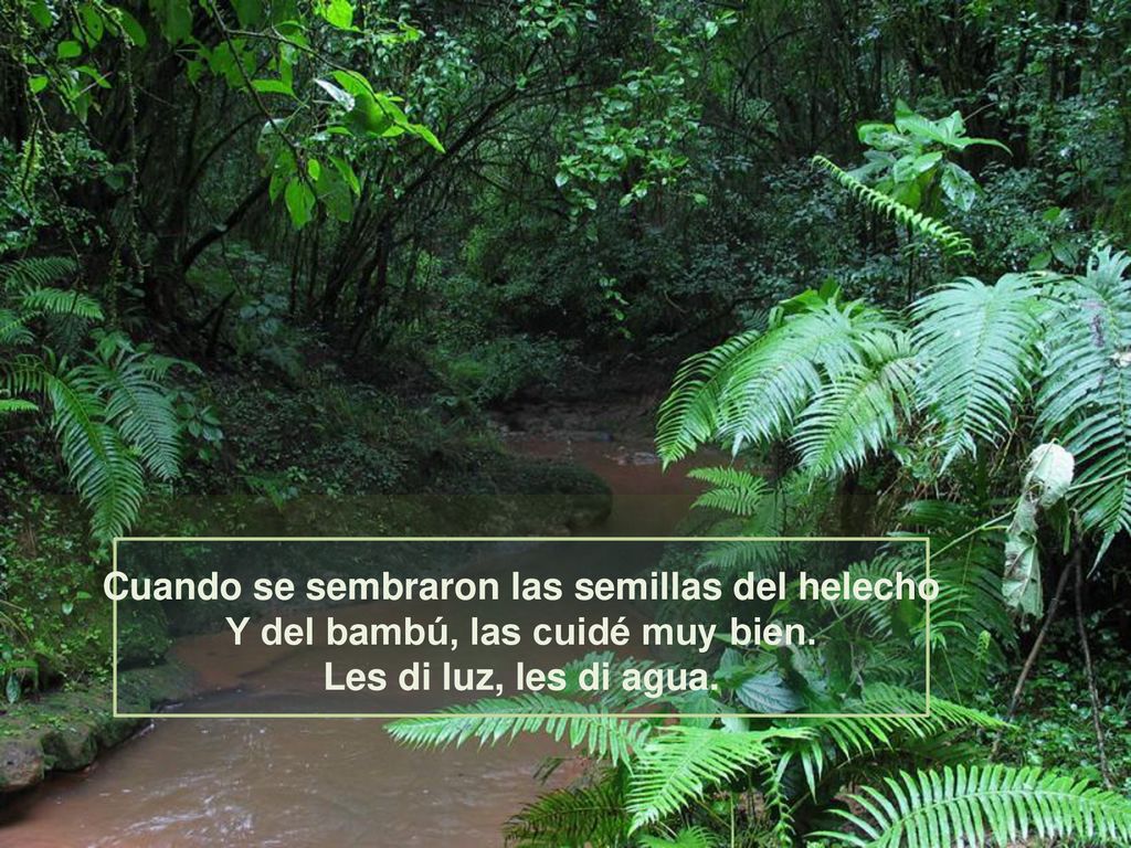 Cuando se sembraron las semillas del helecho Y del bambú, las cuidé muy bien.