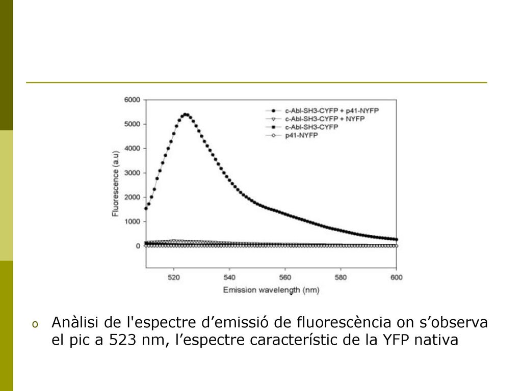 Anàlisi de l espectre d’emissió de fluorescència on s’observa el pic a 523 nm, l’espectre característic de la YFP nativa